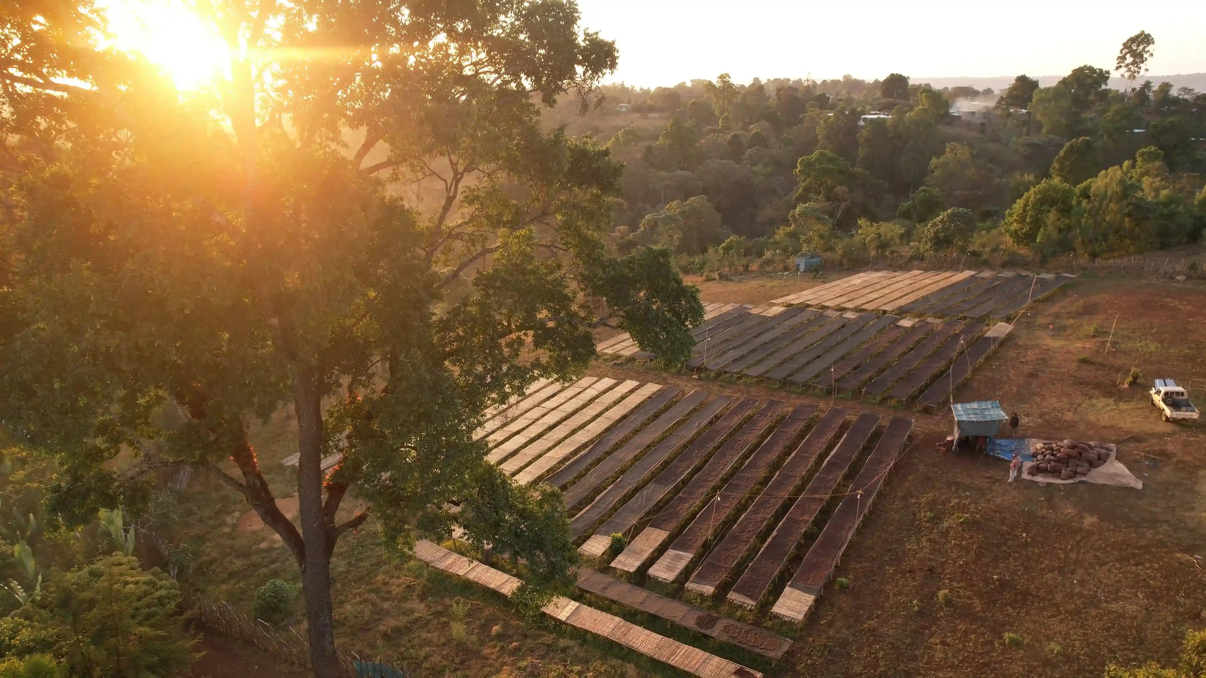 Aerial view of Ethiopian coffee drying beds surrounded by highland forest