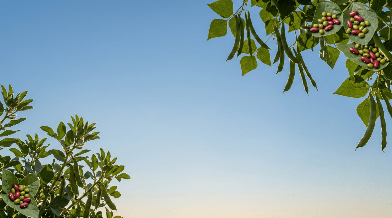Coffee cherries arranged among green branches against an open sky